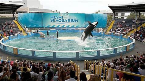 Announcement on Lolita the orca’s future to be made at Miami Intercontinental Hotel